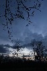 Tree Branches and Sky