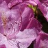 Rhododendron maximum