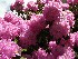 Rhododendron maximum