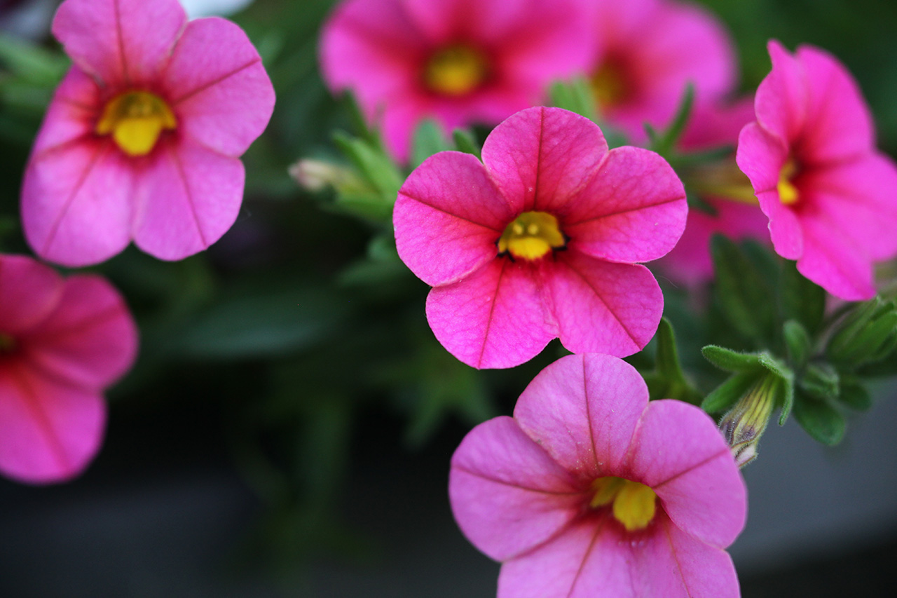 Annuals