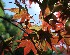Red Japanese Maple