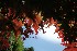 Red Japanese Maple