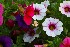 Annuals