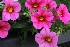 Annuals