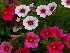 Annuals