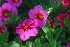 Annuals