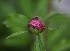 Peony bud