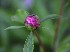 Peony bud