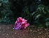 Abandoned Peonie
