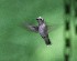 Hummingbird