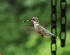 Hummingbird