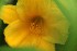 Day Lily