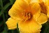 Day Lily