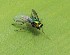 Fly in the Grass