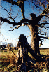Dead Tree