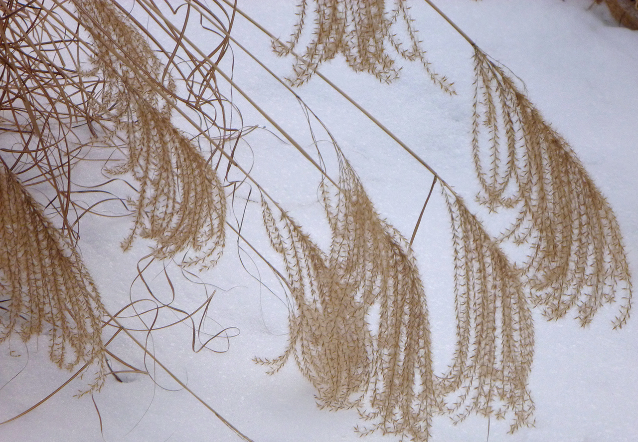 Winter Grass