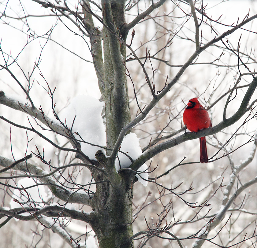 Click to Enlarge - Cardinal - Full Frame cropped to remove window panes