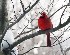 Cardinal - Crop from 100% image