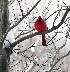 Cardinal - Full Frame cropped to remove window panes