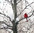 Cardinal - Full Frame cropped to remove window panes