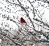 Cardinal - Full Frame