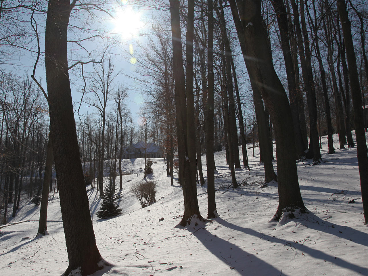 Click to Enlarge - Home through the Trees