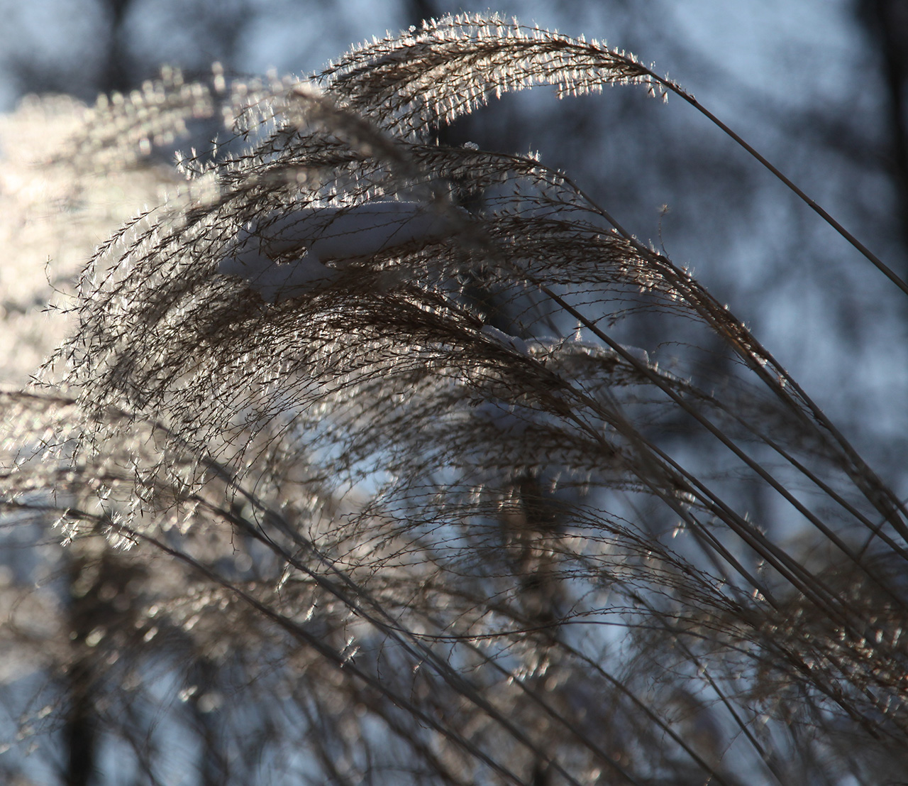 Click to Enlarge - Ornamental Grass