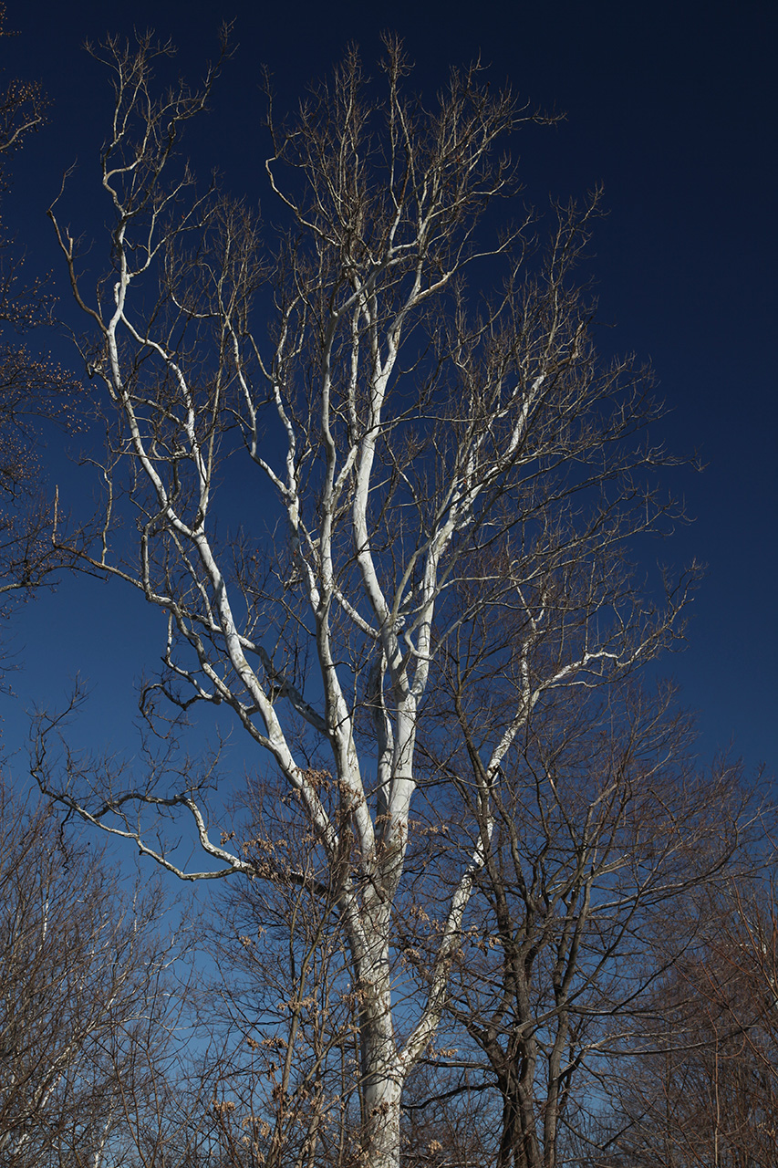 Click to Enlarge - White