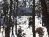 Home through the Trees