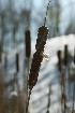 Cattail