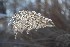 Ornamental Grass