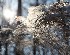 Ornamental Grass