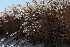 Ornamental Grass