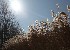 Ornamental Grass
