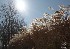 Ornamental Grass