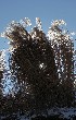Ornamental Grass