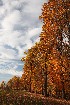 Cotton and Rust