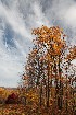 Cotton and Rust