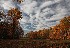 Cotton and Rust