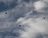 Blackbirds