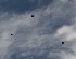 Blackbirds