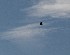 Blackbirds