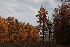 Rust