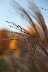Ornamental Grass