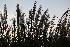 Ornamental Grass