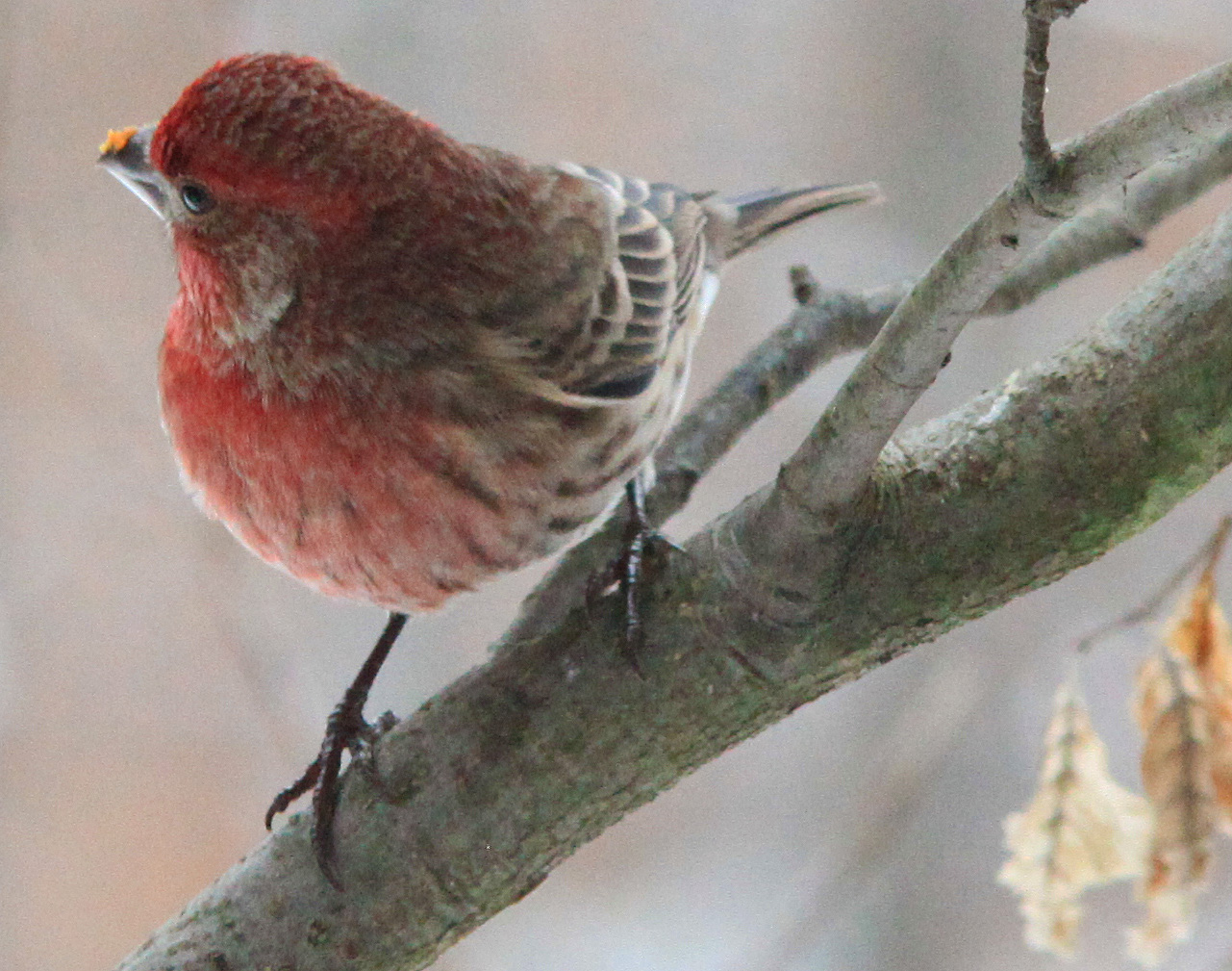 Click to Enlarge - Birds