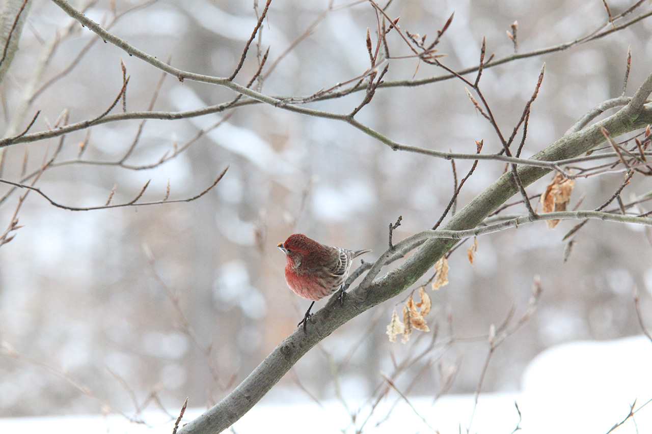 Click to Enlarge - Birds (Full Frame)