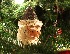 Wood Santa