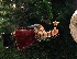 Flying Santa
