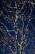 Tree-lined Sky